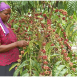 Lady harvesting red coffee cheeries