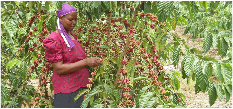 Lady harvesting red coffee cheeries